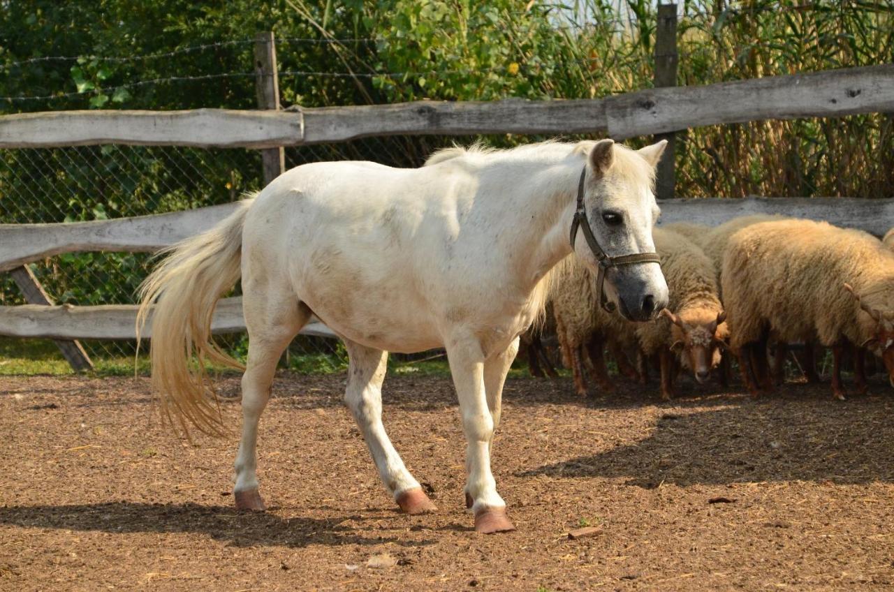Antal-Tavi Fogado Es Horgaszparadicsom Сентеш Экстерьер фото